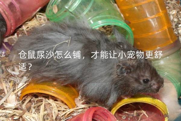 仓鼠尿沙怎么铺，才能让小宠物更舒适？