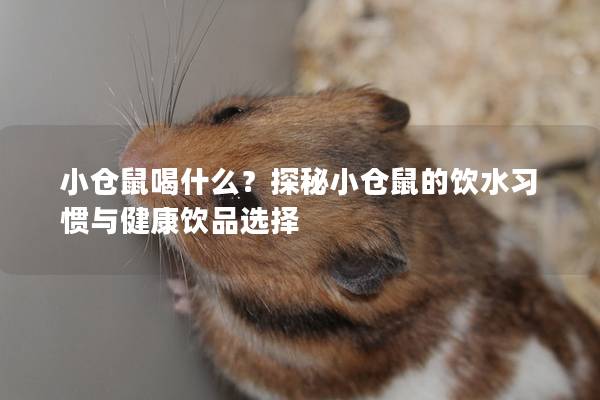 小仓鼠喝什么？探秘小仓鼠的饮水习惯与健康饮品选择