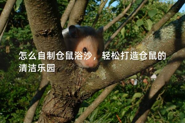 怎么自制仓鼠浴沙，轻松打造仓鼠的清洁乐园