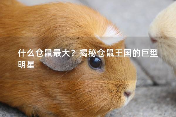 什么仓鼠最大？揭秘仓鼠王国的巨型明星