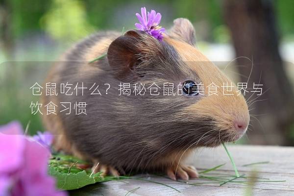 仓鼠吃什么？揭秘仓鼠的美食世界与饮食习惯