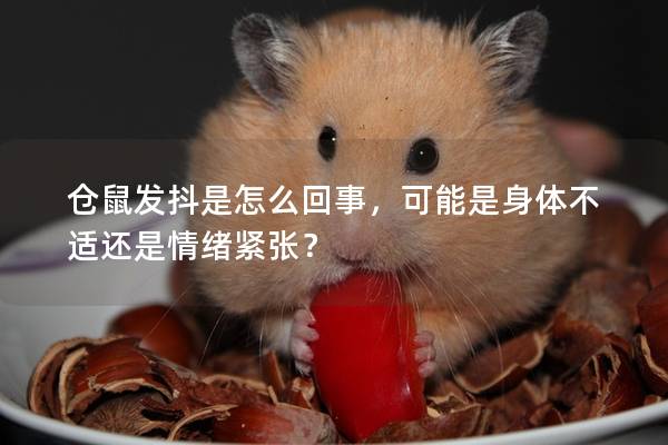 仓鼠发抖是怎么回事，可能是身体不适还是情绪紧张？