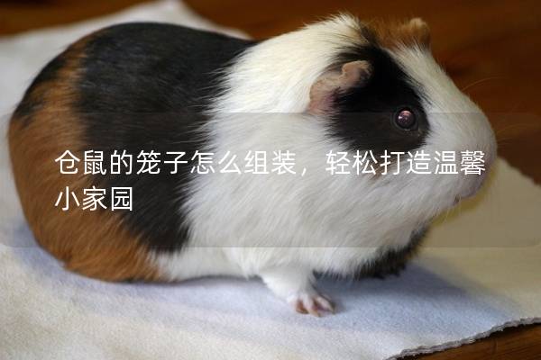 仓鼠的笼子怎么组装，轻松打造温馨小家园