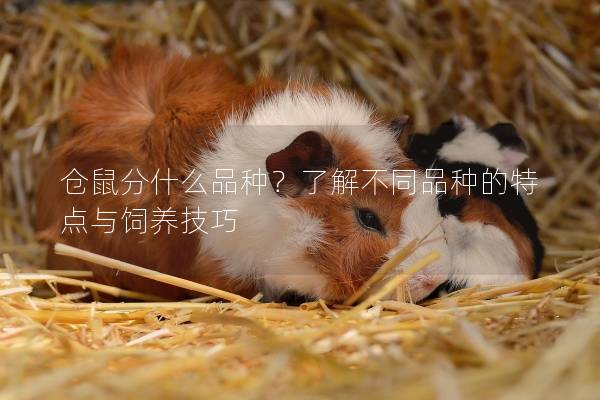 仓鼠分什么品种？了解不同品种的特点与饲养技巧