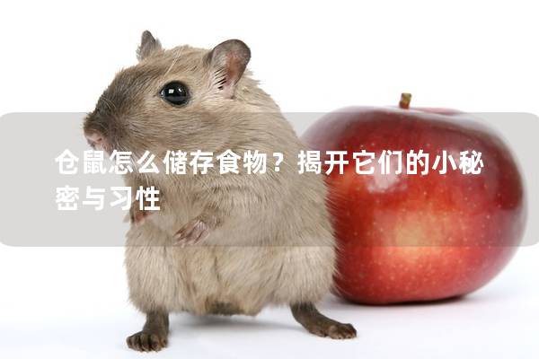 仓鼠怎么储存食物？揭开它们的小秘密与习性