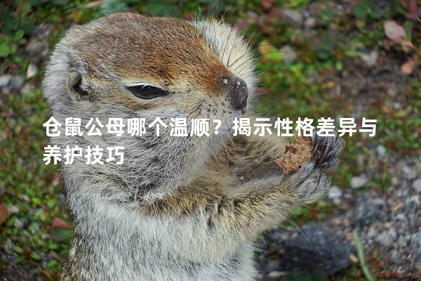 仓鼠公母哪个温顺？揭示性格差异与养护技巧
