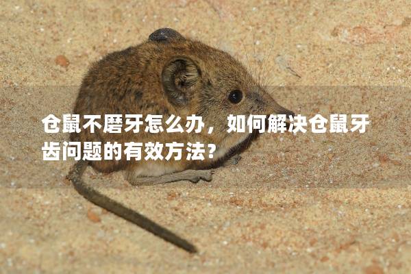 仓鼠不磨牙怎么办，如何解决仓鼠牙齿问题的有效方法？