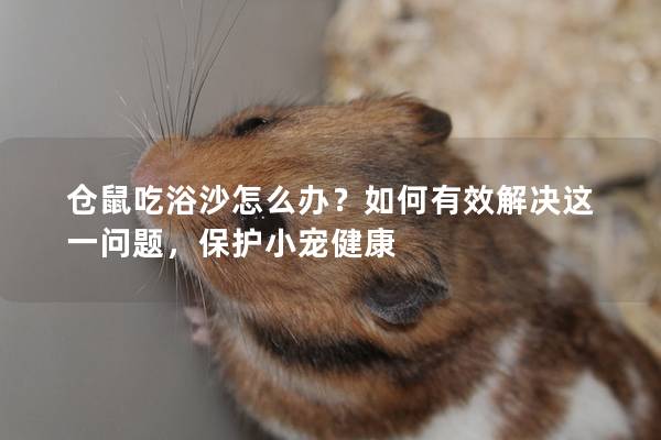 仓鼠吃浴沙怎么办？如何有效解决这一问题，保护小宠健康