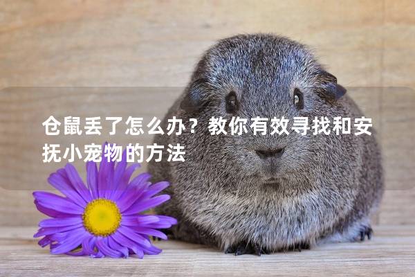 仓鼠丢了怎么办？教你有效寻找和安抚小宠物的方法