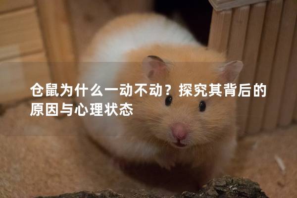 仓鼠为什么一动不动？探究其背后的原因与心理状态