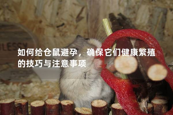 如何给仓鼠避孕，确保它们健康繁殖的技巧与注意事项