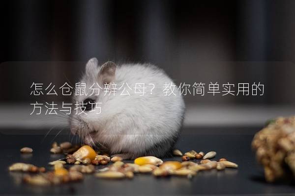 怎么仓鼠分辨公母？教你简单实用的方法与技巧