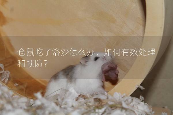 仓鼠吃了浴沙怎么办，如何有效处理和预防？