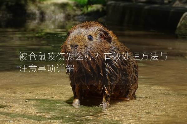 被仓鼠咬伤怎么办？有效处理方法与注意事项详解