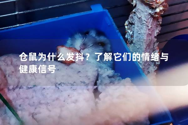 仓鼠为什么发抖？了解它们的情绪与健康信号