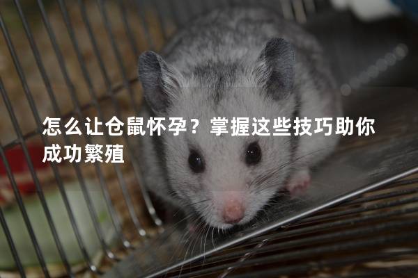 怎么让仓鼠怀孕？掌握这些技巧助你成功繁殖