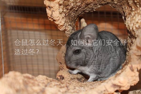 仓鼠怎么过冬天，如何让它们安全舒适过冬？