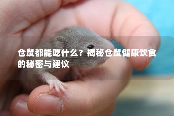 仓鼠都能吃什么？揭秘仓鼠健康饮食的秘密与建议