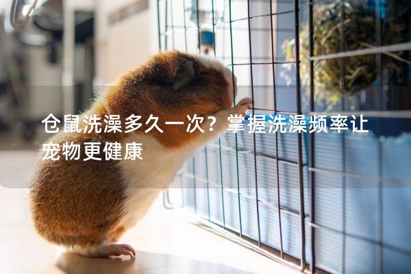 仓鼠洗澡多久一次？掌握洗澡频率让宠物更健康