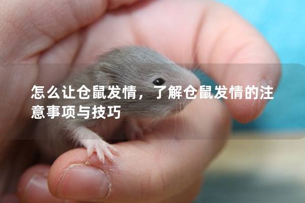 怎么让仓鼠发情，了解仓鼠发情的注意事项与技巧