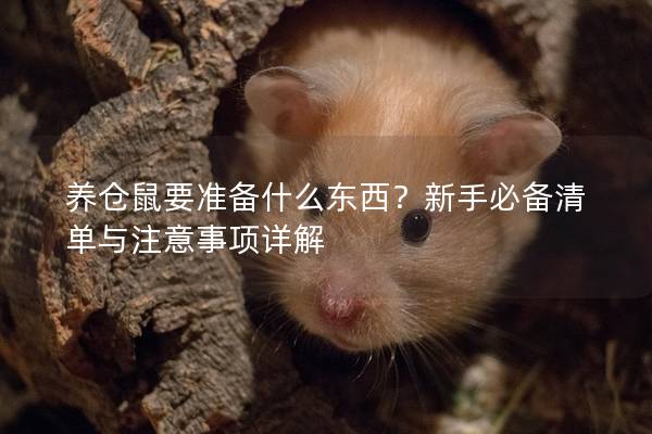 养仓鼠要准备什么东西？新手必备清单与注意事项详解