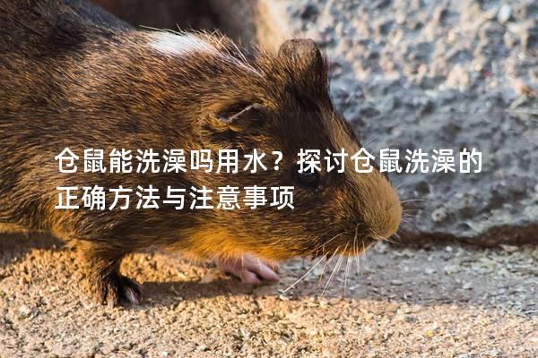 仓鼠能洗澡吗用水？探讨仓鼠洗澡的正确方法与注意事项