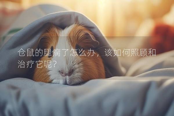 仓鼠的腿瘸了怎么办，该如何照顾和治疗它呢？