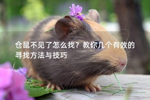 仓鼠不见了怎么找？教你几个有效的寻找方法与技巧