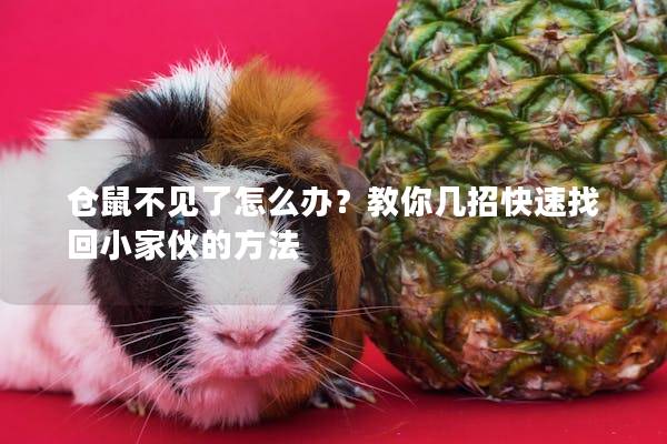 仓鼠不见了怎么办？教你几招快速找回小家伙的方法