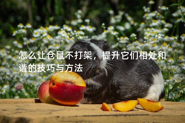 怎么让仓鼠不打架，提升它们相处和谐的技巧与方法