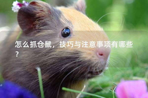 怎么抓仓鼠，技巧与注意事项有哪些？