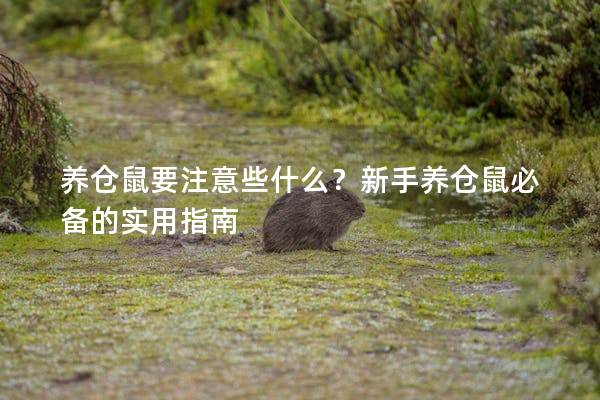养仓鼠要注意些什么？新手养仓鼠必备的实用指南