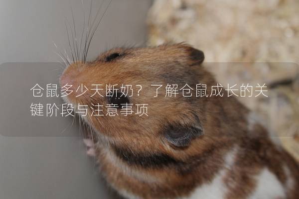 仓鼠多少天断奶？了解仓鼠成长的关键阶段与注意事项
