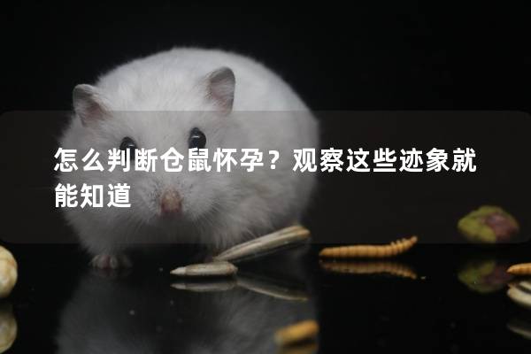 怎么判断仓鼠怀孕？观察这些迹象就能知道