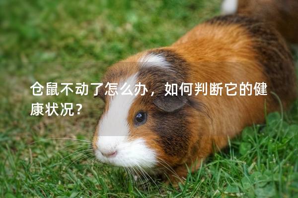 仓鼠不动了怎么办，如何判断它的健康状况？