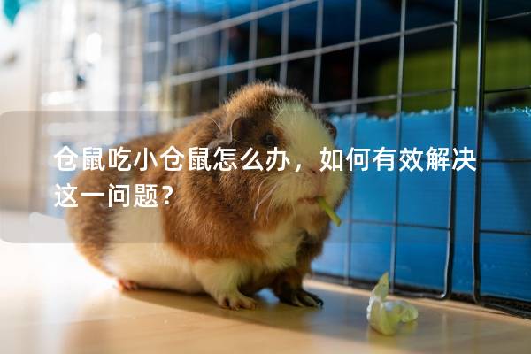 仓鼠吃小仓鼠怎么办，如何有效解决这一问题？