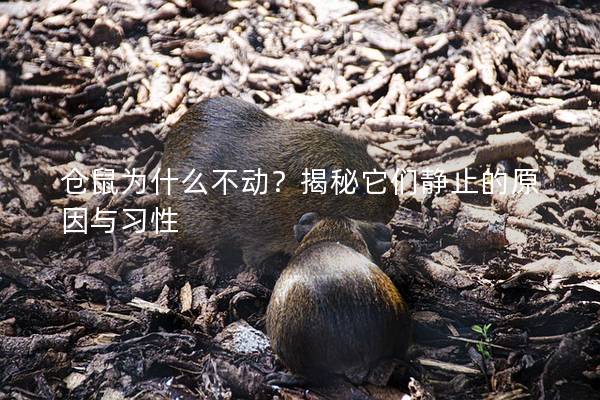 仓鼠为什么不动？揭秘它们静止的原因与习性