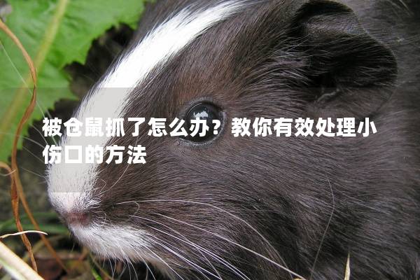 被仓鼠抓了怎么办？教你有效处理小伤口的方法
