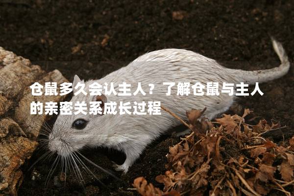 仓鼠多久会认主人？了解仓鼠与主人的亲密关系成长过程