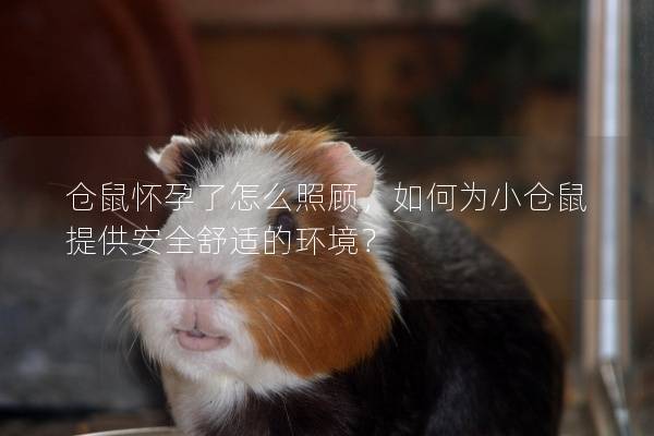 仓鼠怀孕了怎么照顾，如何为小仓鼠提供安全舒适的环境？