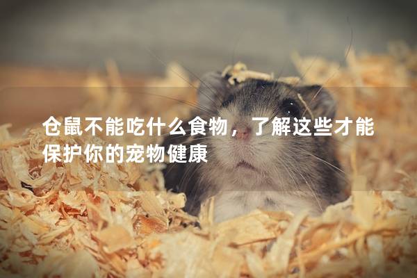 仓鼠不能吃什么食物，了解这些才能保护你的宠物健康