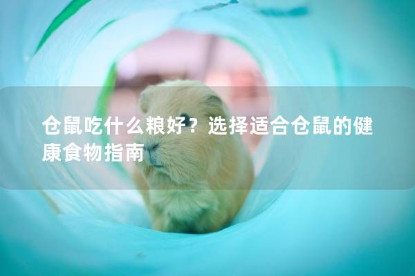 仓鼠吃什么粮好？选择适合仓鼠的健康食物指南