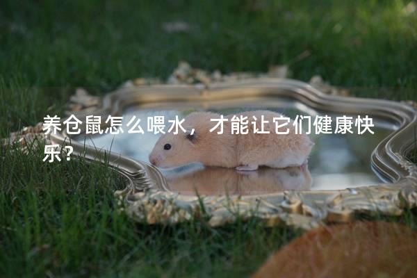 养仓鼠怎么喂水，才能让它们健康快乐？
