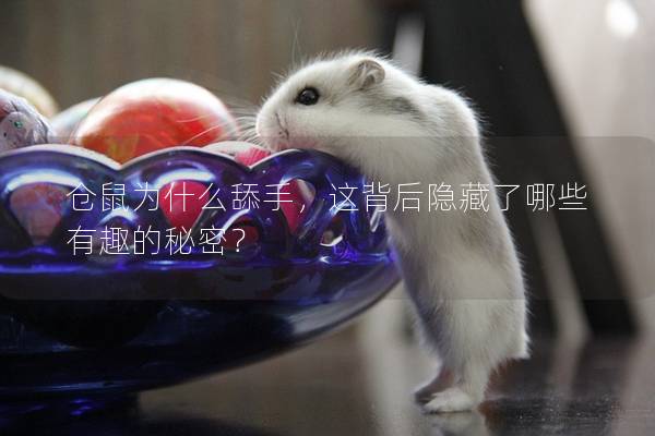 仓鼠为什么舔手，这背后隐藏了哪些有趣的秘密？