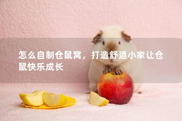 怎么自制仓鼠窝，打造舒适小家让仓鼠快乐成长