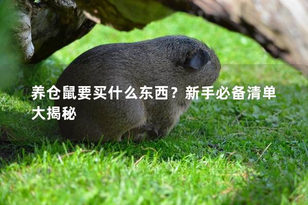 养仓鼠要买什么东西？新手必备清单大揭秘