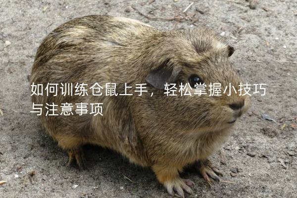 如何训练仓鼠上手，轻松掌握小技巧与注意事项