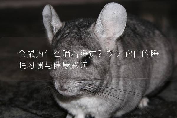 仓鼠为什么躺着睡觉？探讨它们的睡眠习惯与健康影响