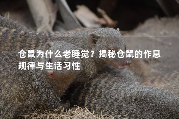 仓鼠为什么老睡觉？揭秘仓鼠的作息规律与生活习性