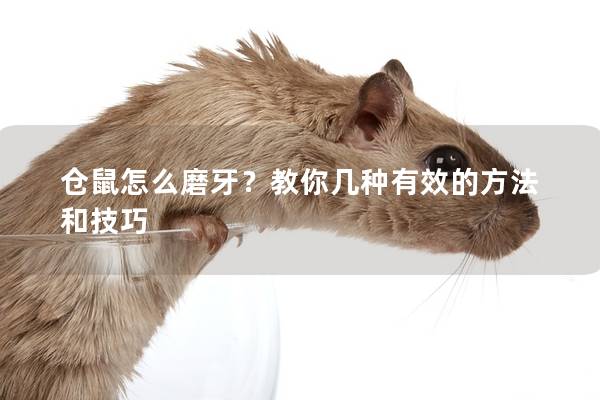 仓鼠怎么磨牙？教你几种有效的方法和技巧